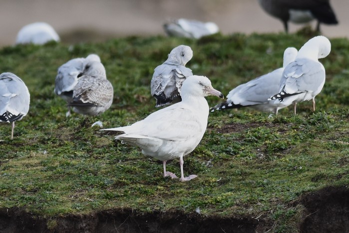 Glaucous Gull 