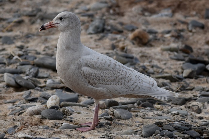Glaucous Gull