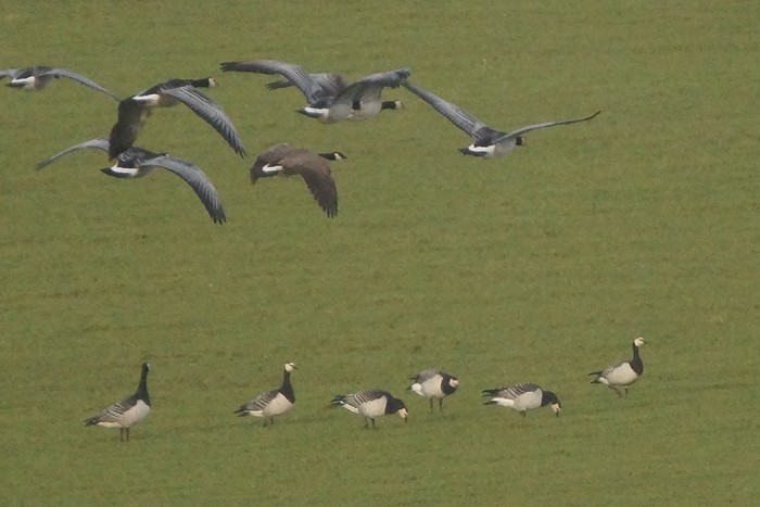 Richardson's Cackling Goose