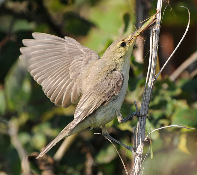 Melodious Warbler