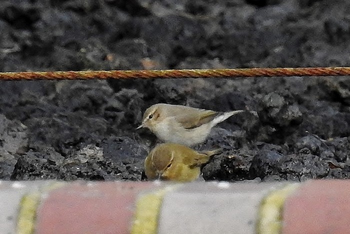 Siberian Chiffchaff