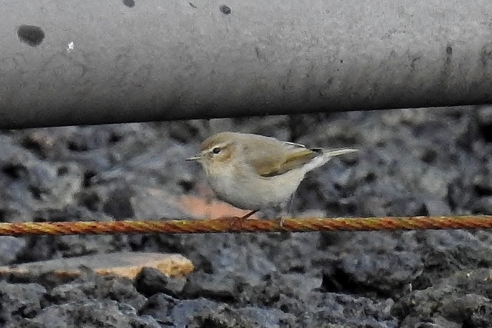 Siberian Chiffchaff