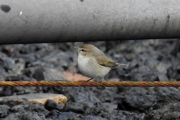 Siberian Chiffchaff
