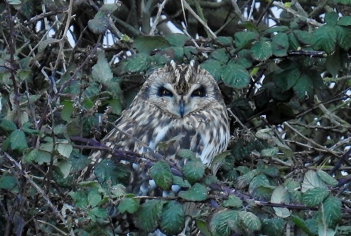 Short-eared Owl
