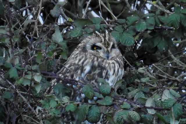 Short-eared Owl