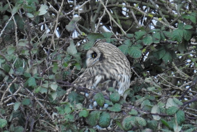 Short-eared Owl