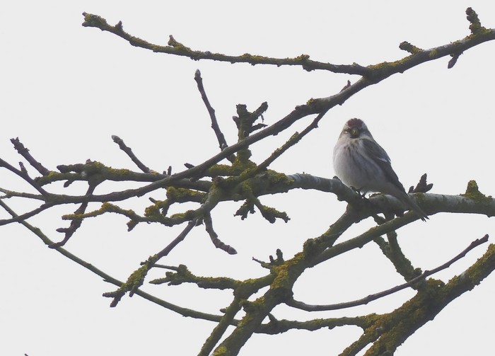 Coues's Arctic Redpoll