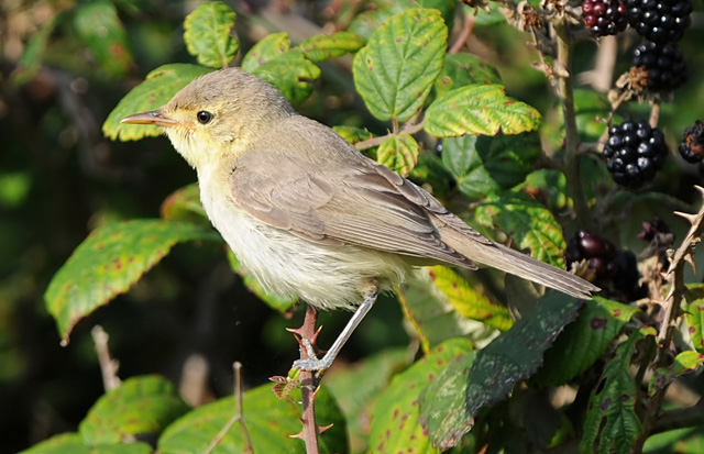 Melodious Warbler