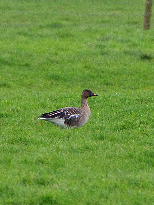 Tundra Bean Goose