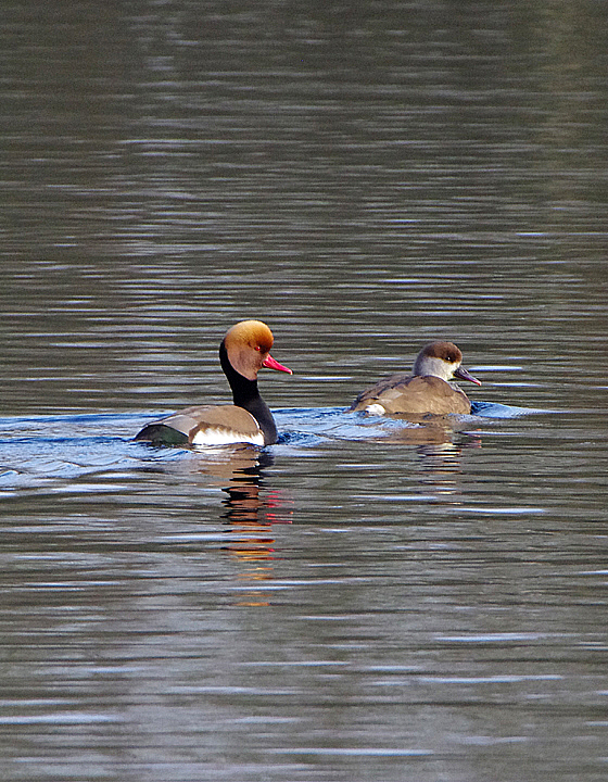 Red-crested Pochard