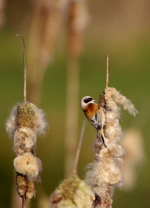 Penduline Tit