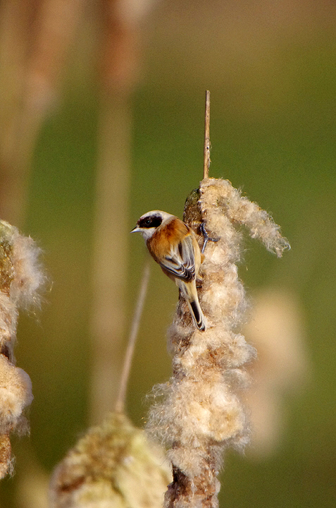 Penduline Tit