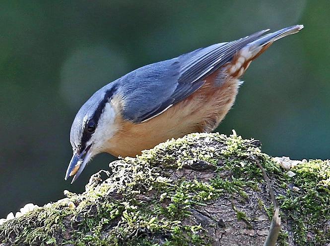 Nuthatch