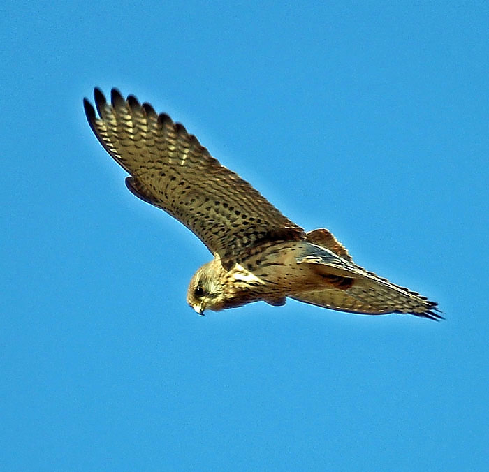 Kestrel