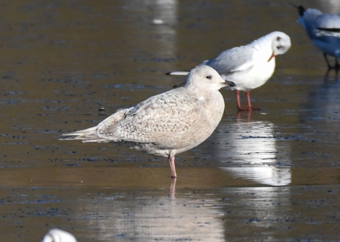 Kumlien's Gull