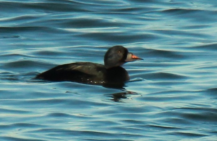 Common Scoter