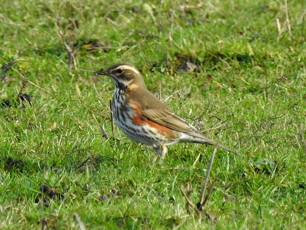 Redwing