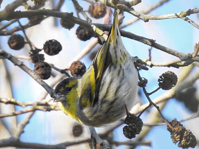 Siskin