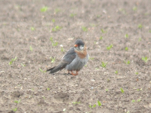 Red-footed Falcon