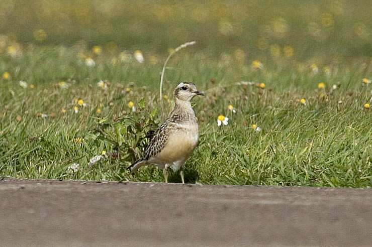 Dotterel