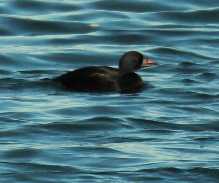 Common Scoter