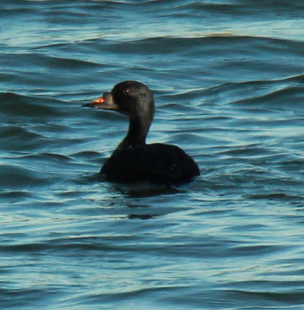 Common Scoter