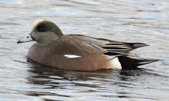 American Wigeon