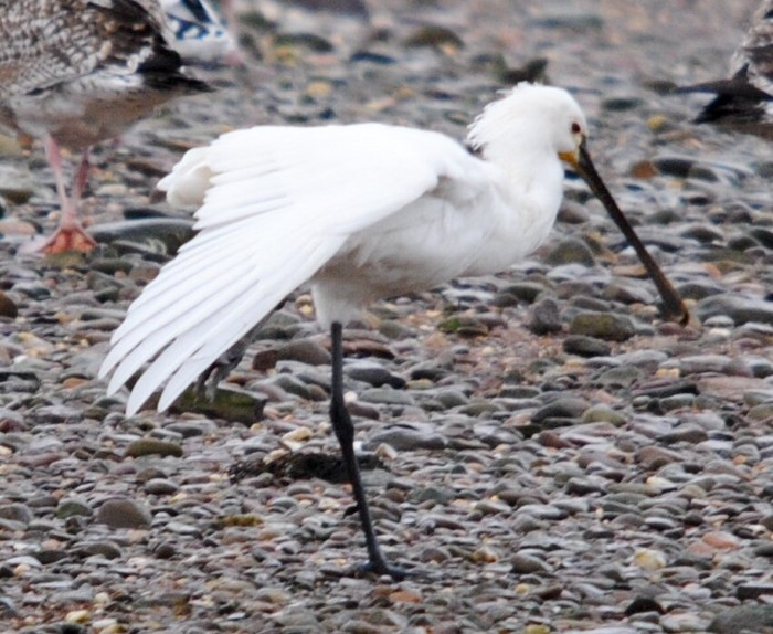 Spoonbill