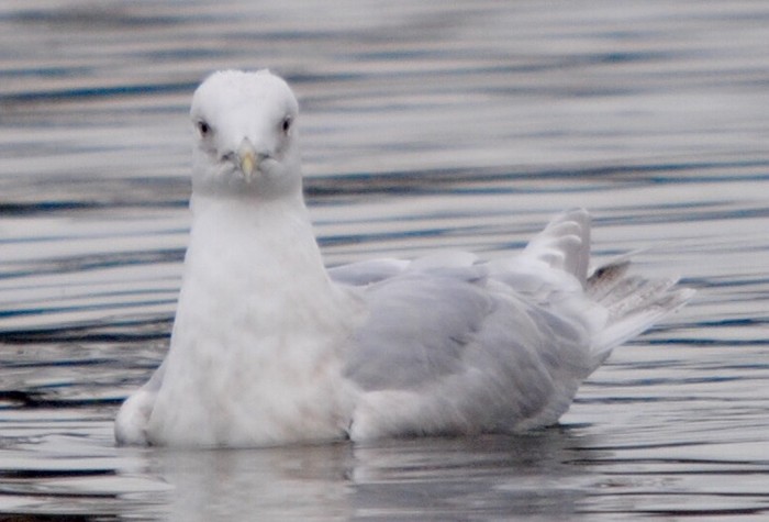 Kumlien's Gull 