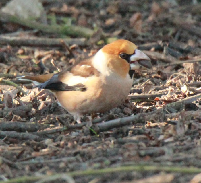 Hawfinch