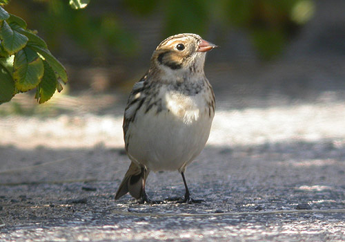 Lapland Bunting