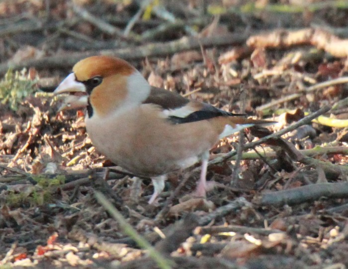 Hawfinch