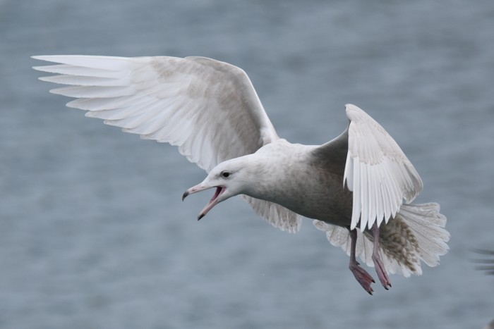Glaucous Gull 