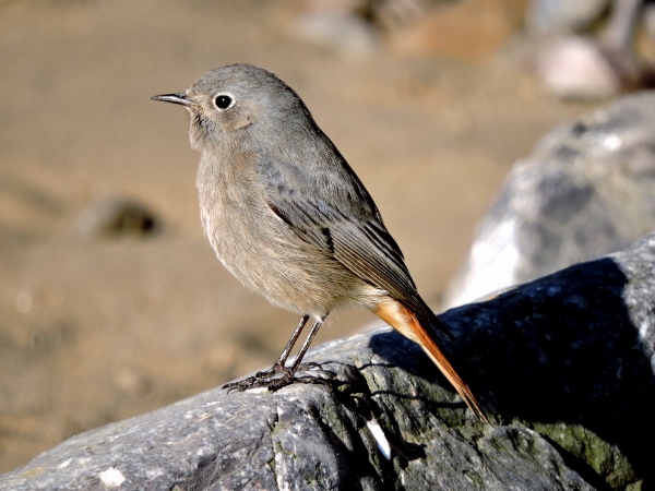 Black Redstart