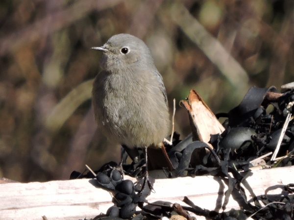 Black Redstart