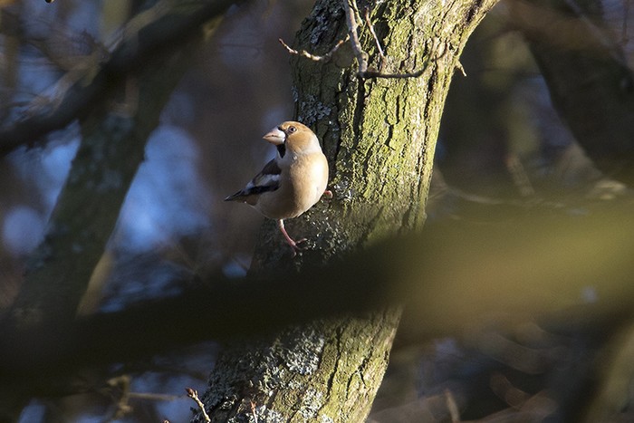 Hawfinch