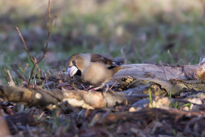 Hawfinch