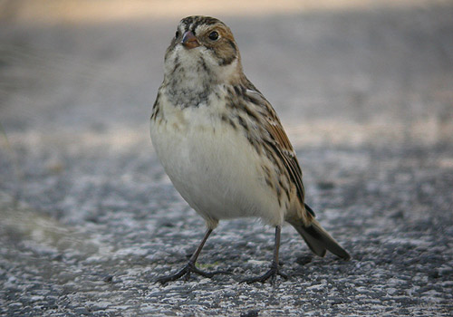 Lapland Bunting