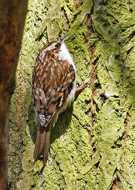 Treecreeper