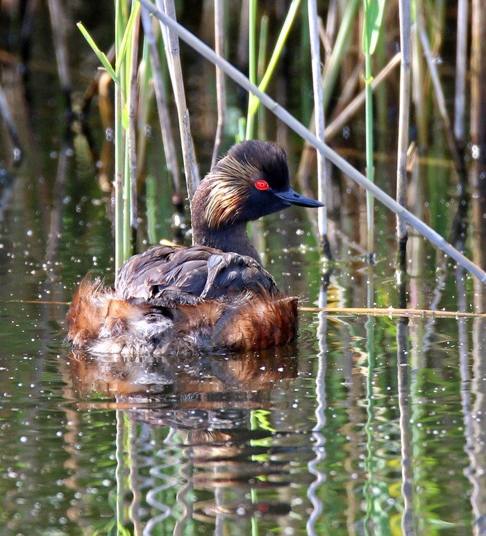 Black-necked Grebe