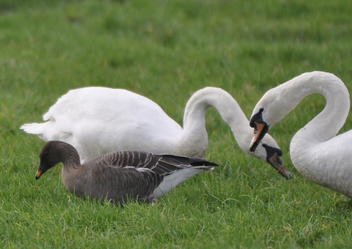 Tundra Bean Goose