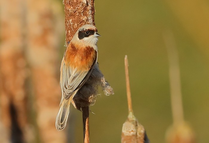 Penduline Tit