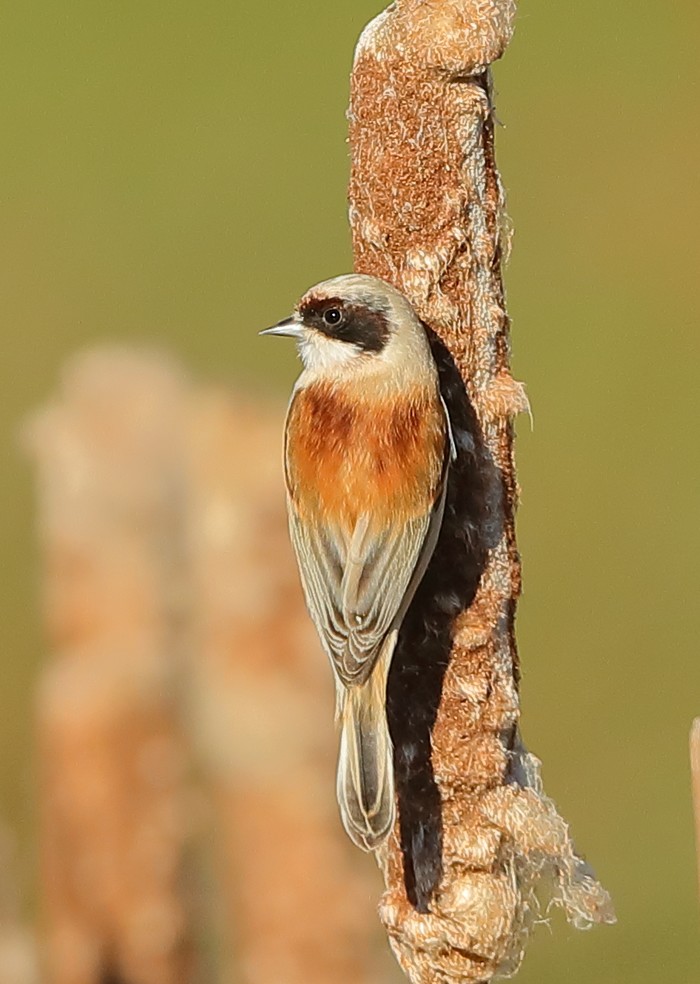 Penduline Tit