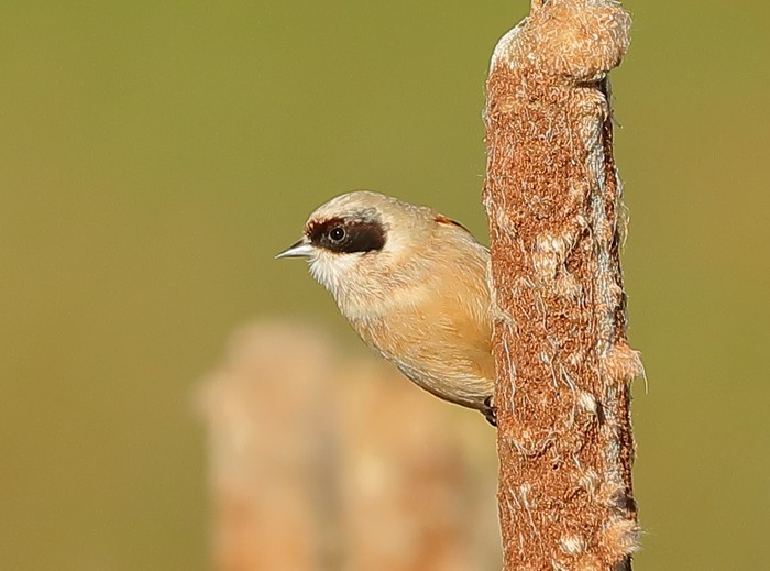 Penduline Tit
