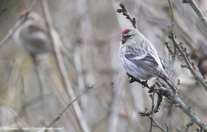 Coues's Arctic Redpoll