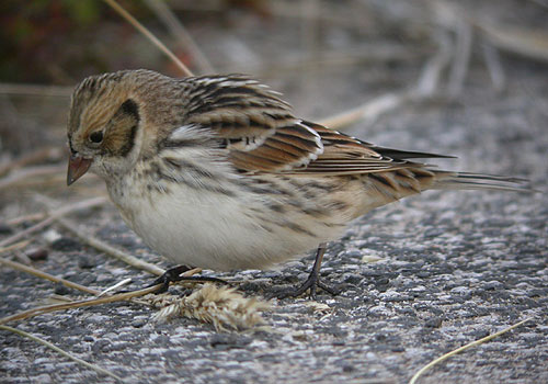 Lapland Bunting