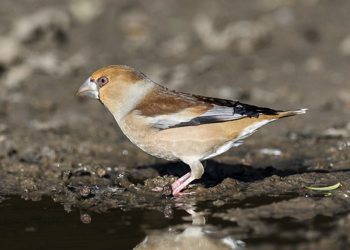 Hawfinch