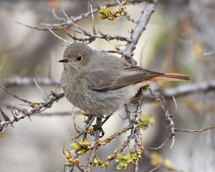 Black Redstart