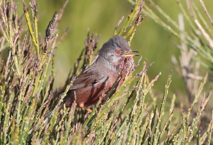 Dartford Warbler