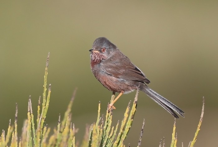 Dartford Warbler